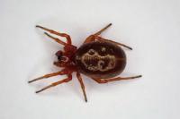 Hypsosinga