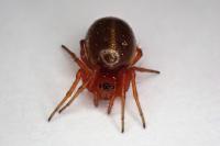 Hypsosinga