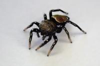 Heliophanus tribulosus