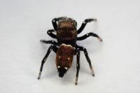 Heliophanus tribulosus