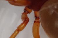 Dysdera crocata