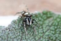 Salticus scenicus