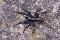 Pardosa