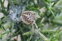 Agalenatea redii
