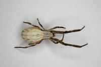 Uloborus walckenaerius