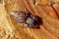 Marpissa muscosa