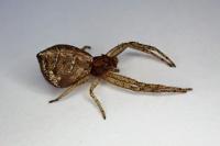 Tmarus