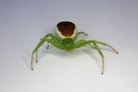 Diaea dorsata
