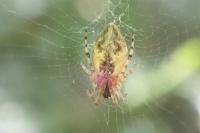 Cyclosa conica