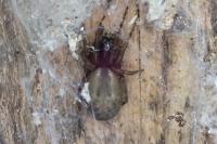 Amaurobius