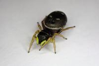 Heliophanus