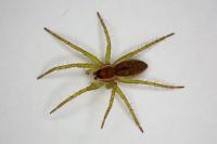 Dolomedes