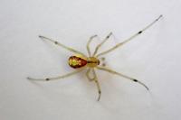 Enoplognatha