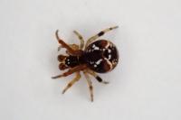 Parasteatoda lunata