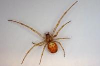 Metellina
