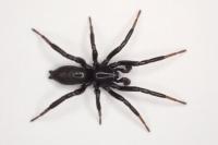 Zelotes