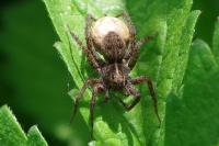 Pardosa