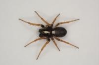 Hypsosinga albovittata