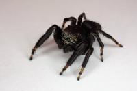 Evarcha arcuata