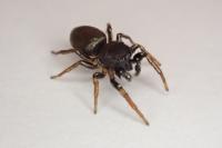 Heliophanus