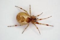 Anelosimus