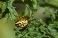 Mangora acalypha