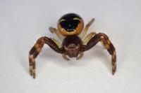 Synema globosum