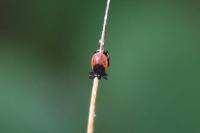 Ixodes ricinus