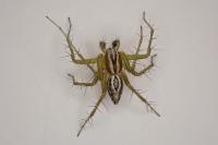 Oxyopes