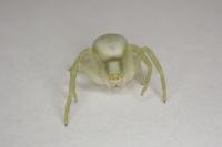 Misumena vatia