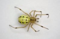 Enoplognatha
