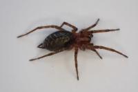 Agelena labyrinthica