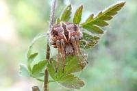 Agalenatea redii