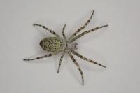 Argiope bruennichi