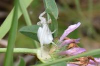 Misumena vatia