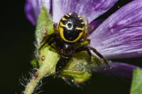 Synema globosum