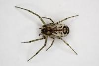 Linyphia triangularis