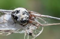 Larinioides cornutus