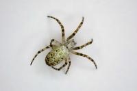 Argiope bruennichi