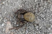 Xysticus