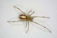 Enoplognatha