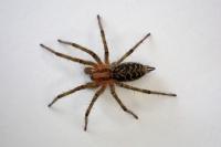 Agelena labyrinthica