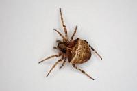 Gibbaranea bituberculata