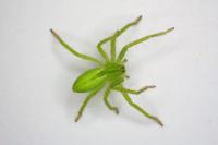 Micrommata virescens