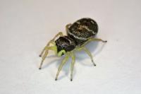 Heliophanus