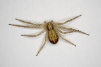 Philodromus dispar