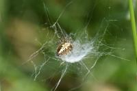 Aculepeira ceropegia