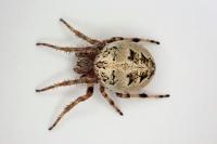 Larinioides cornutus