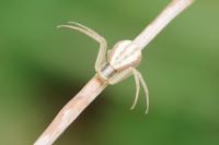 Runcinia grammica