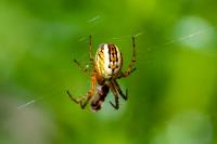 Mangora acalypha
